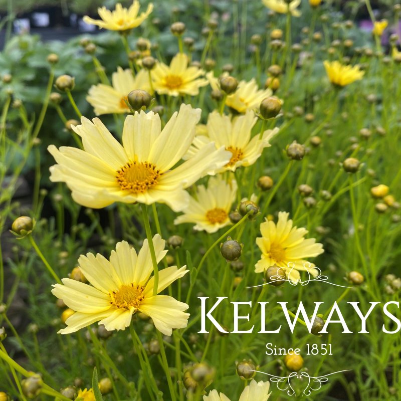 Coreopsis verticillata 'Creme Brulee'