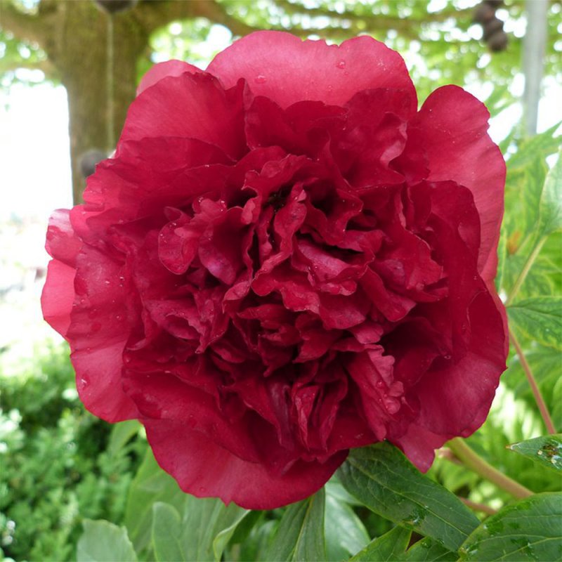Paeonia 'Vesuvian'
