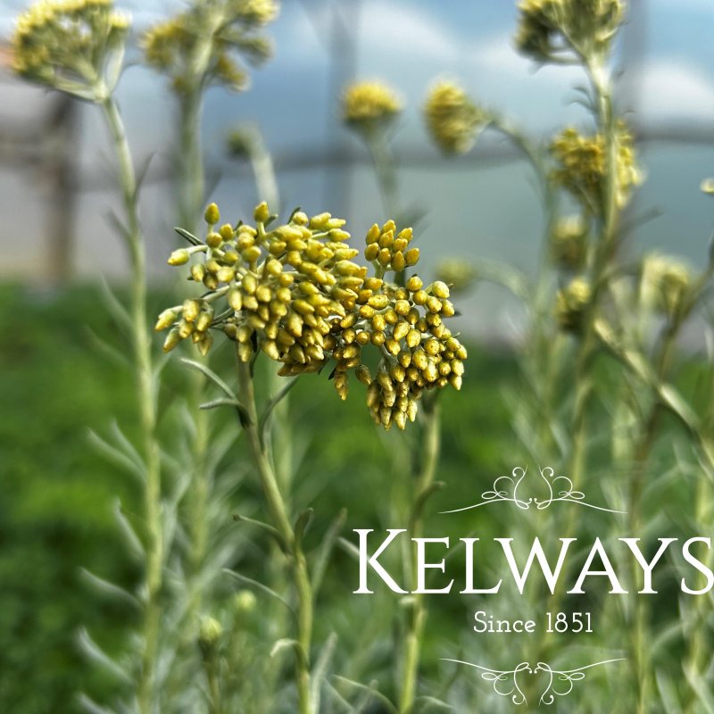 Helichrysum italicum 'Dartington'