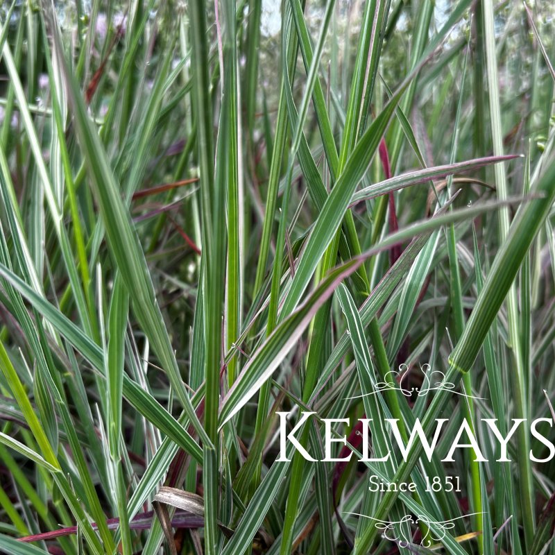 Briza media 'Russells' PBR