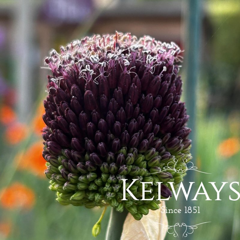 Allium 'Forelock'