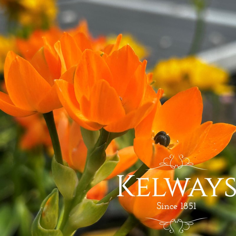 Ornithogalum dubium orange-flowered