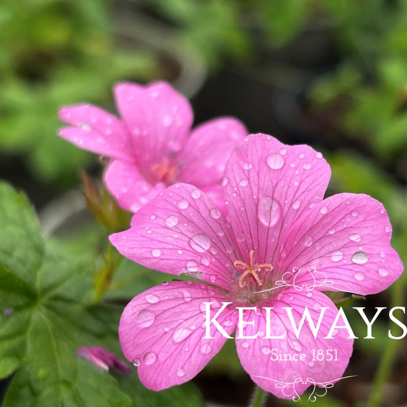 Geranium x oxonianum 'Rose Clair'