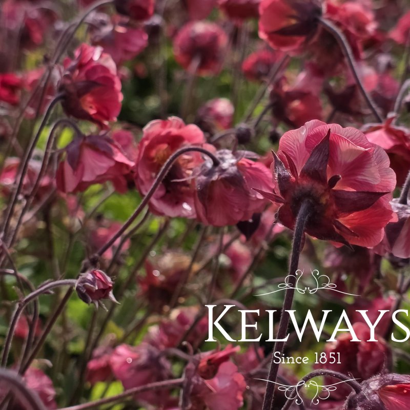 Geum 'Pink Petticoats' (2 litre pot)