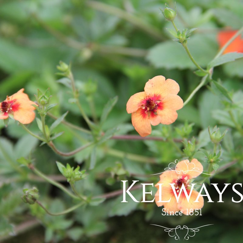 Potentilla x tounguei