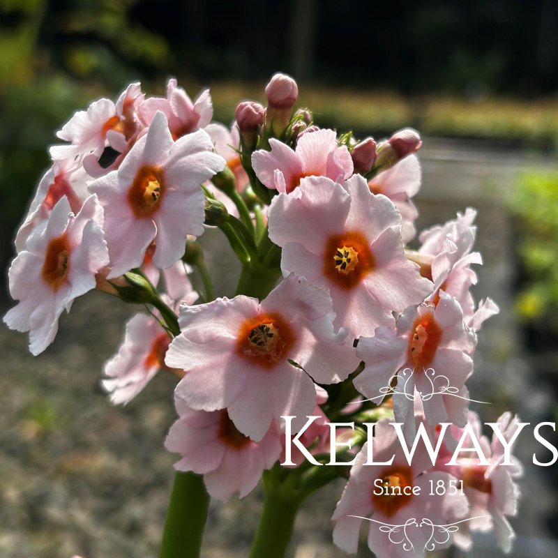 Primula japonica 'Apple Blossom' (Pf) (3 litre pot)