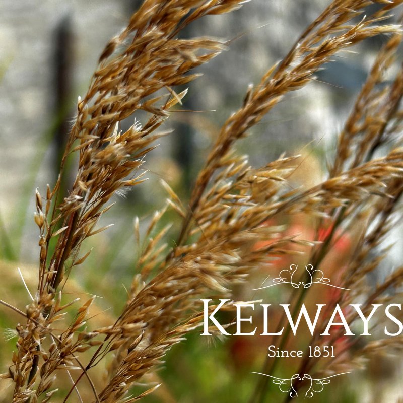 Stipa calamagrostis 'Allgau'