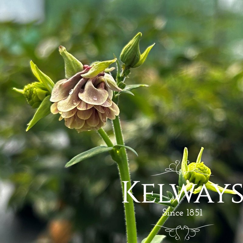 Aquilegia vulgaris 'Pink Petticoat' (d)