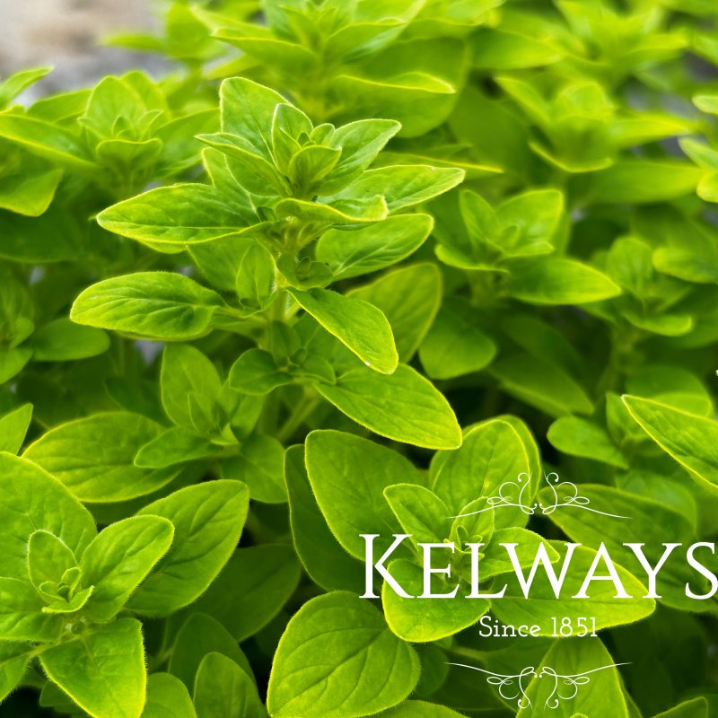 Origanum vulgare 'Thumble's Variety'