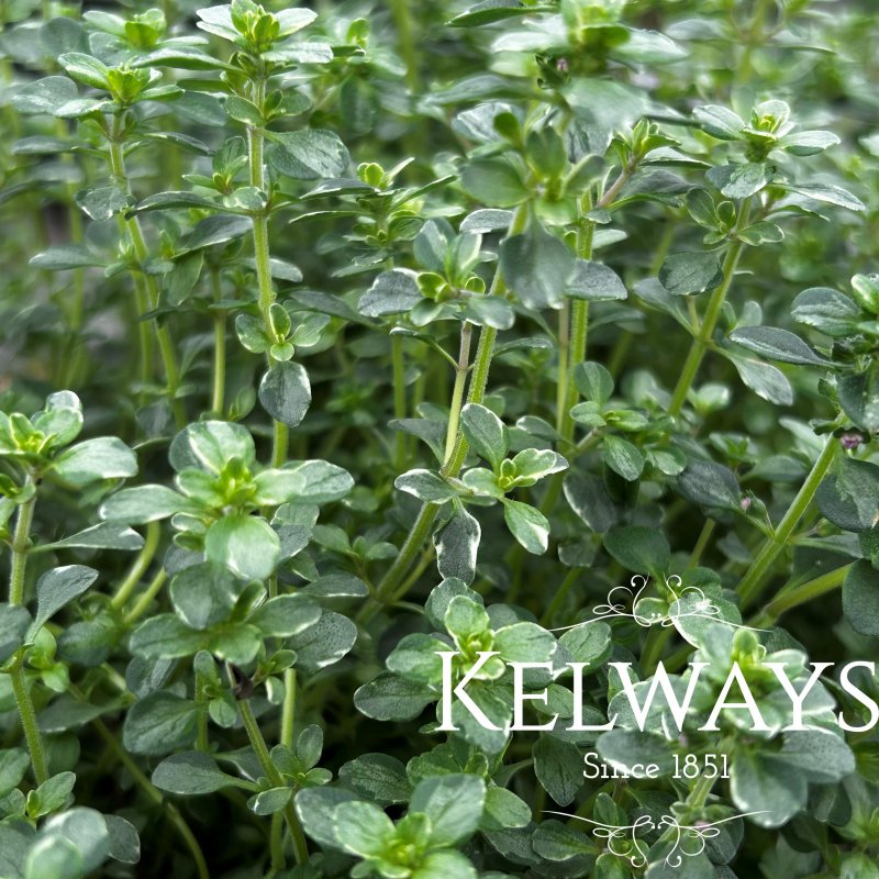Thymus 'Silver Queen' (v)