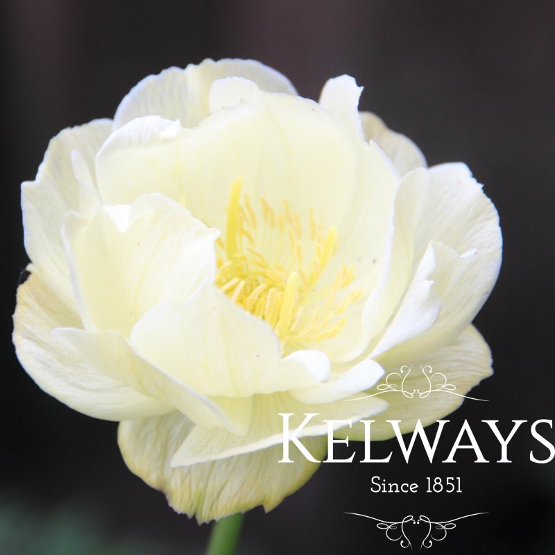 Trollius x cultorum 'New Moon'