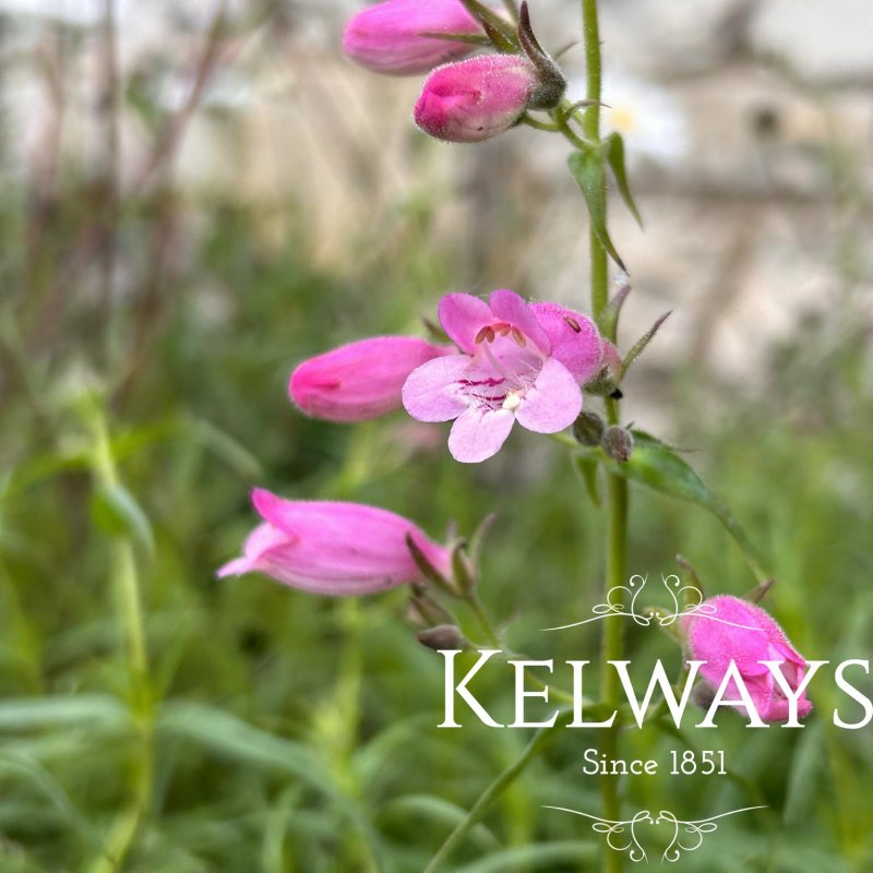 Penstemon 'Evelyn'