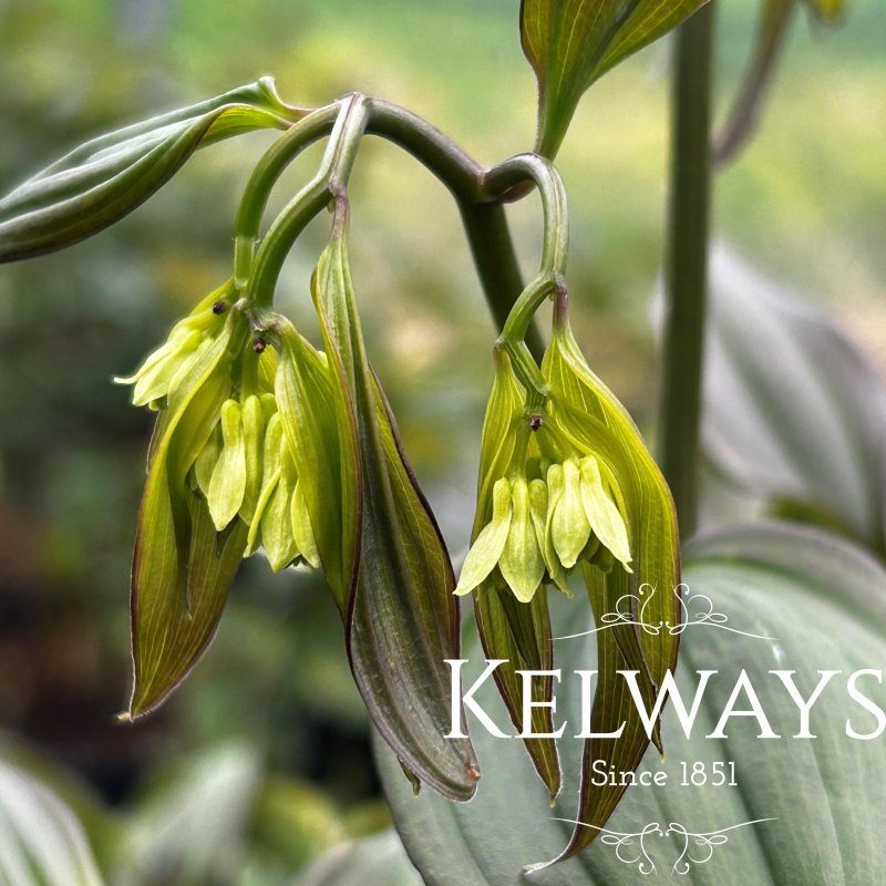 Disporum longistylum 'Green Giant'