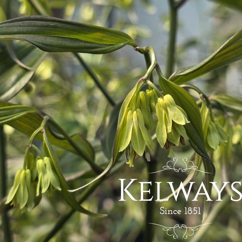 Disporum longistylum 'Green Giant' (2 litre pot)