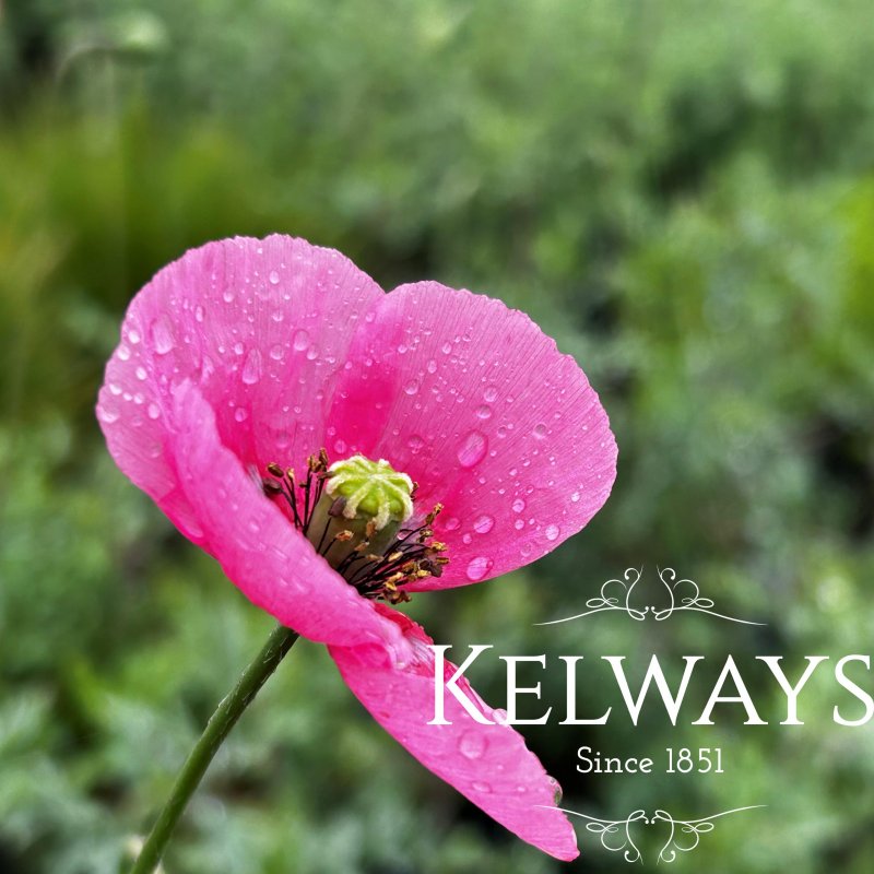 Papaver dubium subsp. lecoquii 'Albiflorum'