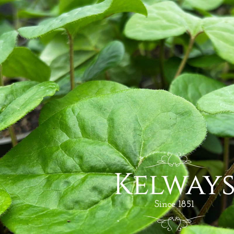Asarum caudatum (9cm pot)