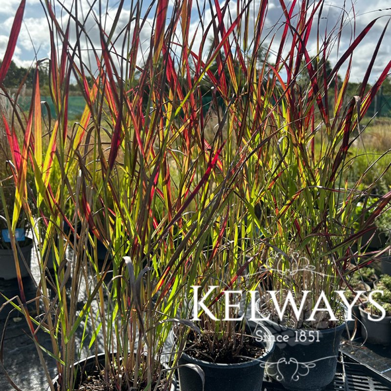 Panicum virgatum 'Shenandoah'