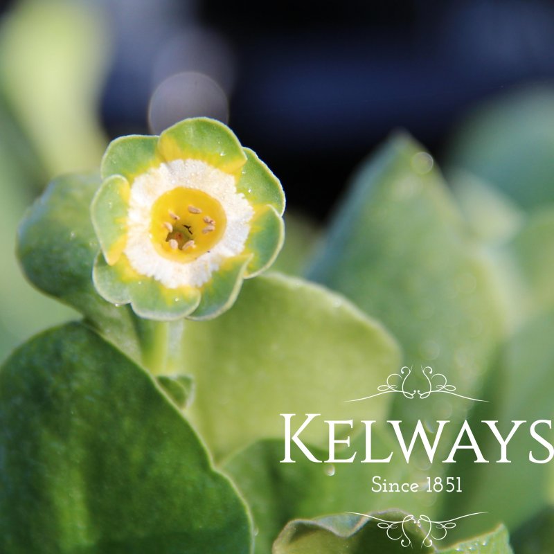 Primula auricula 'Hinton Fields'