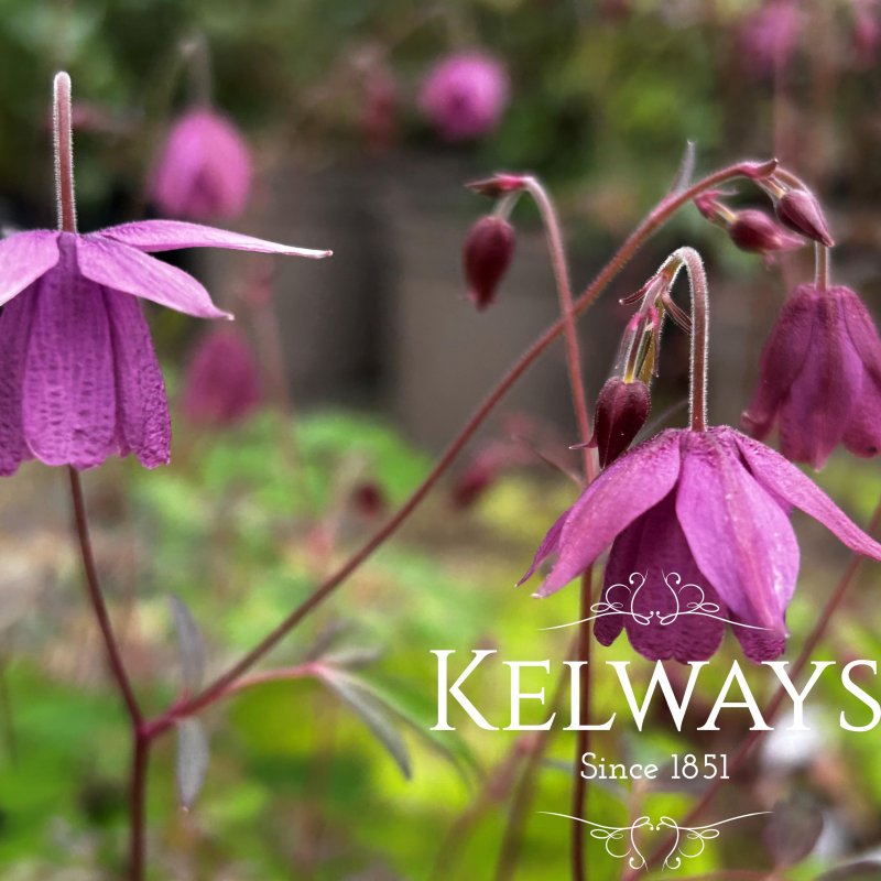 Semiaquilegia adoxoides