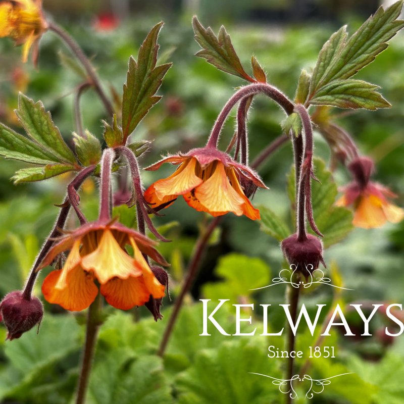 Geum rivale 'Marmalade'