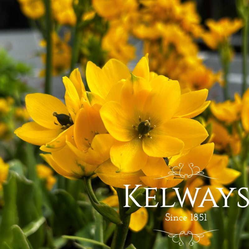 Ornithogalum dubium yellow-flowered