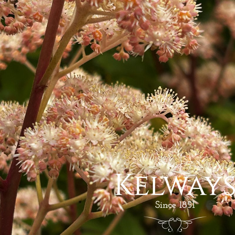 Rodgersia aesculifolia