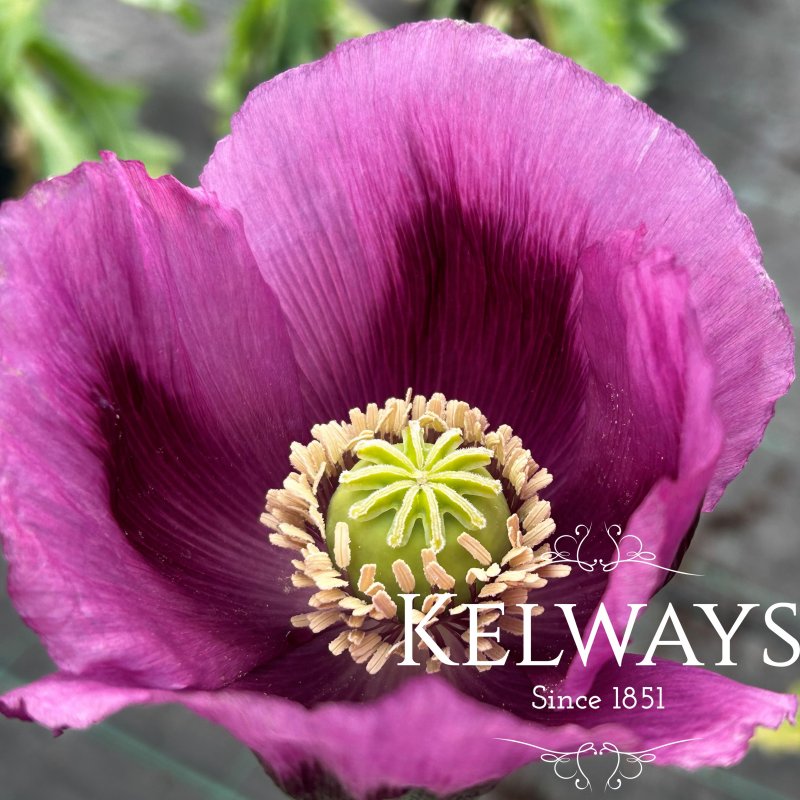 Papaver somniferum 'Hungarian Blue'