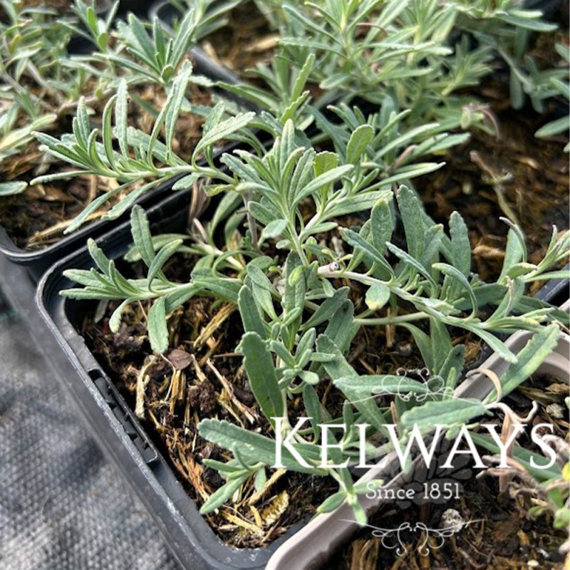 Teucrium ackermannii