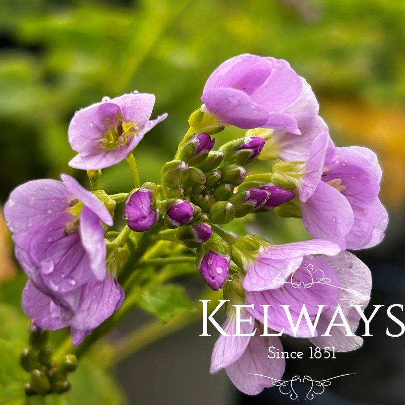 Cardamine raphanifolia