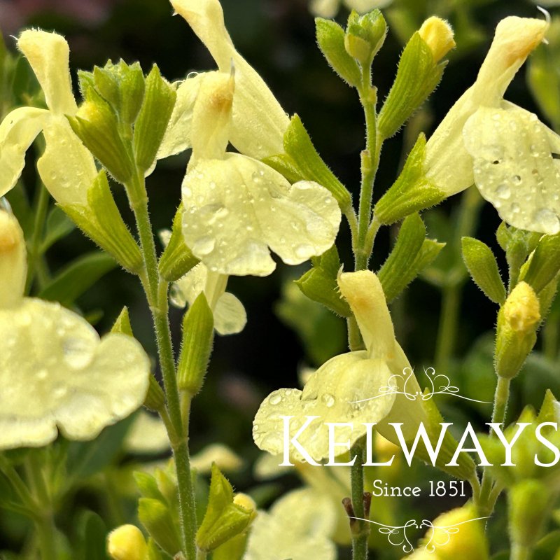 Salvia x jamensis 'Lemon Light'