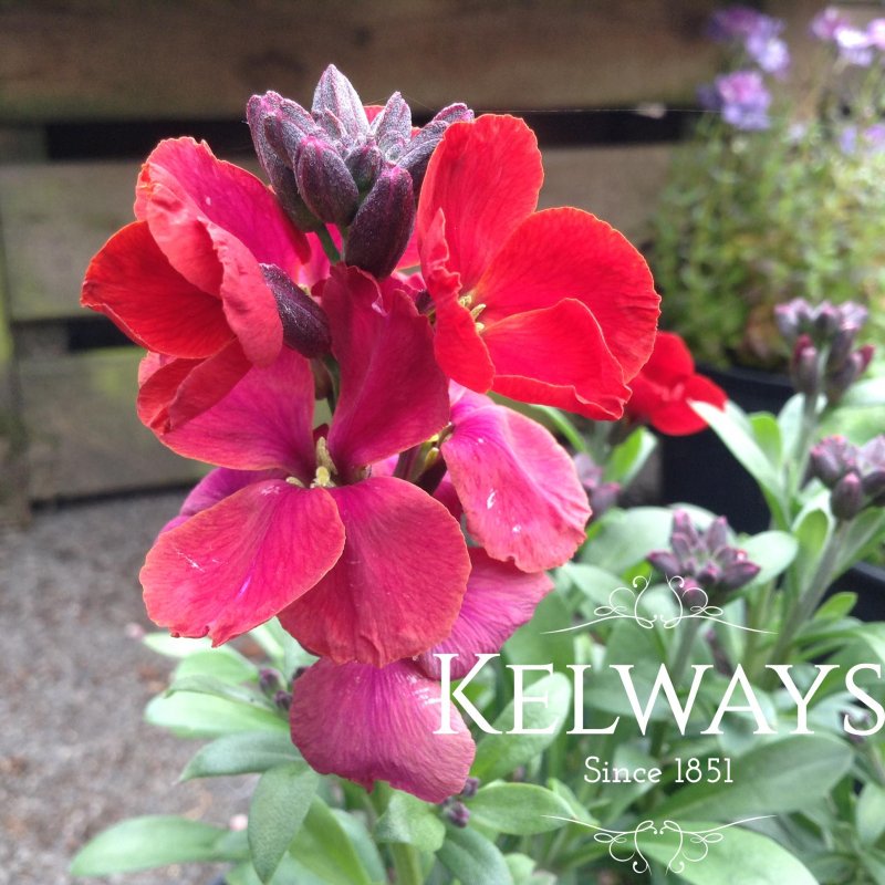 Erysimum 'Spice Island'