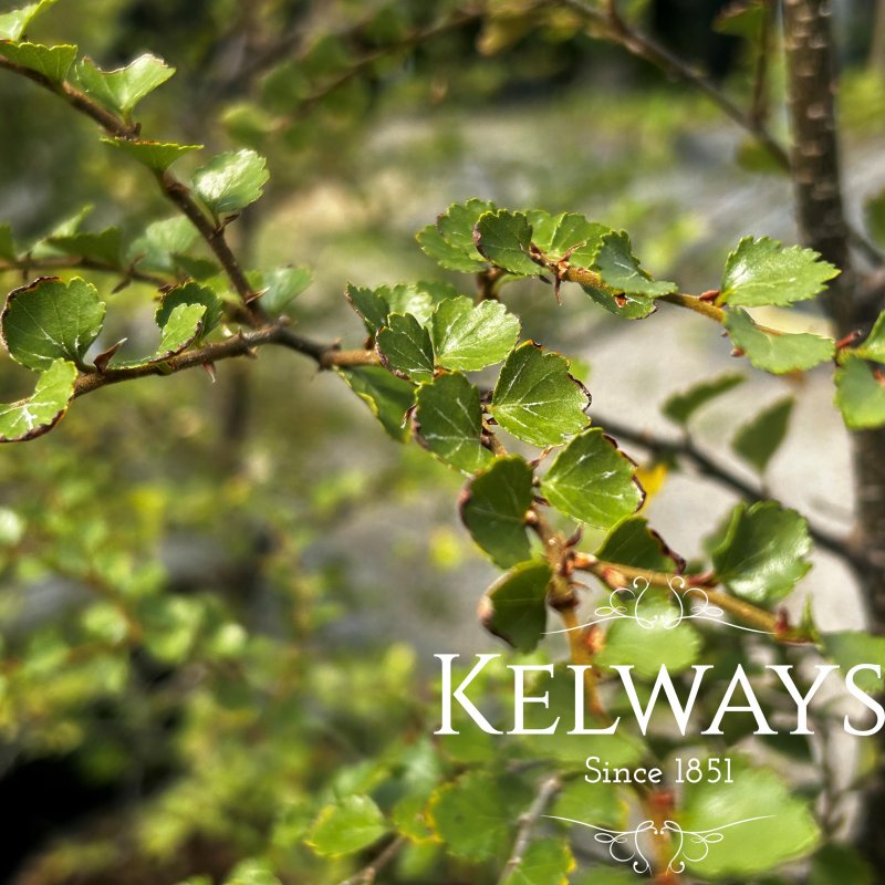 Nothofagus menziesii