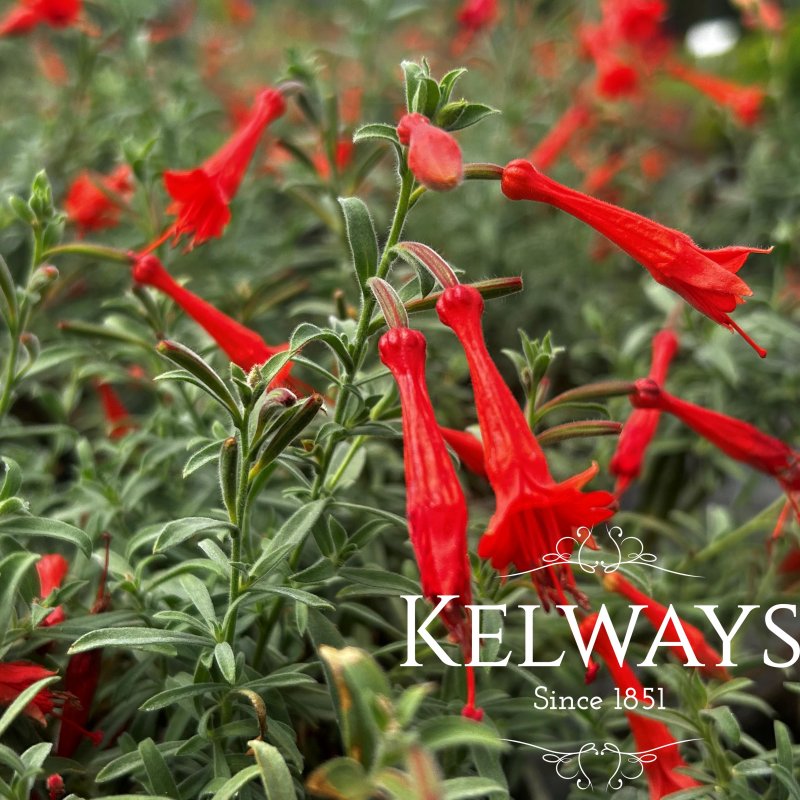 Epilobium canum 'Western Hills'