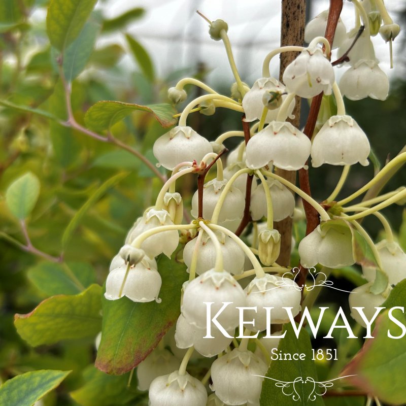 Zenobia pulverulenta 'Blue Sky'