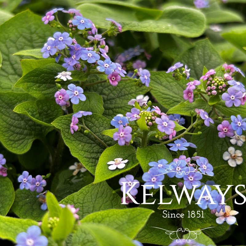 Brunnera macrophylla 'Langtrees'