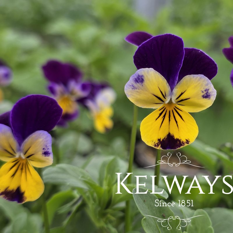 Viola 'Helen Mount' (T) (9cm pot)