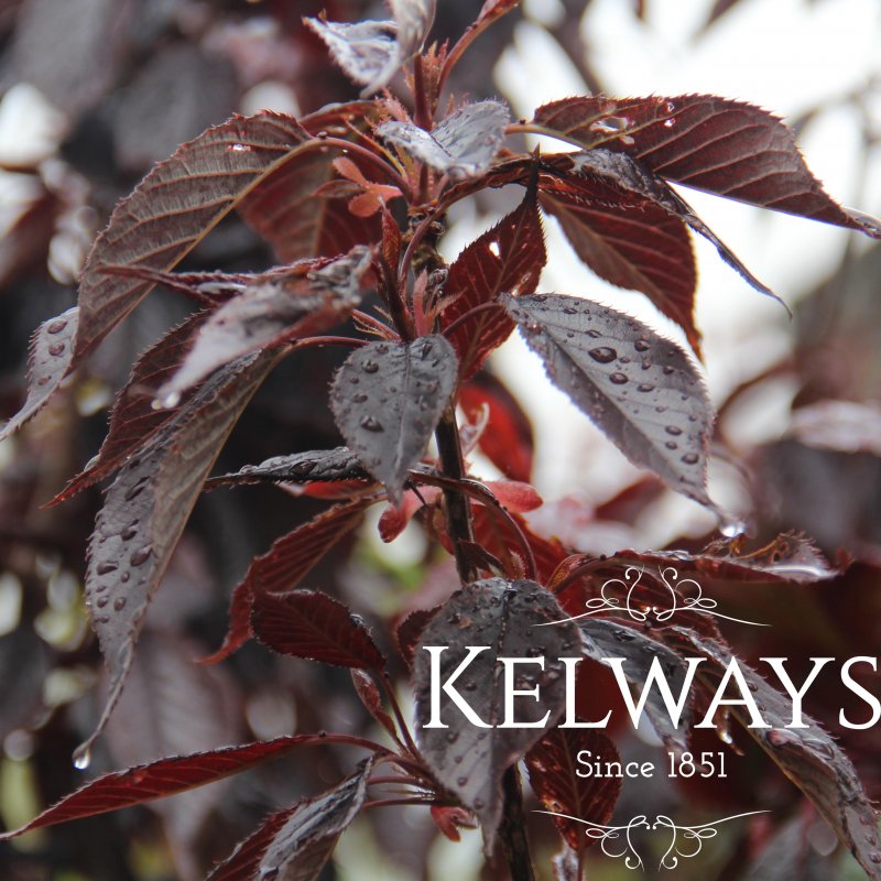 Prunus 'Royal Burgundy'