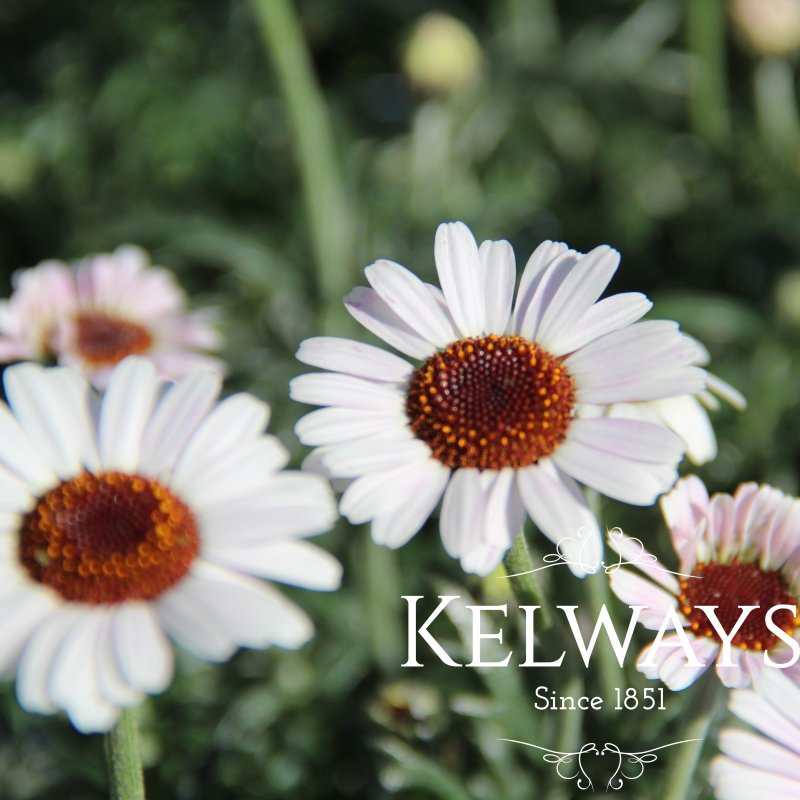 Rhodanthemum 'Casablanca' (Atlas Daisy Series)