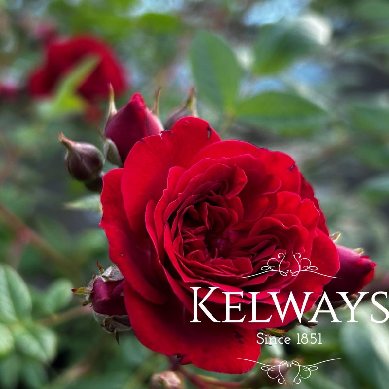 Rosa 'Kisses of Fire'