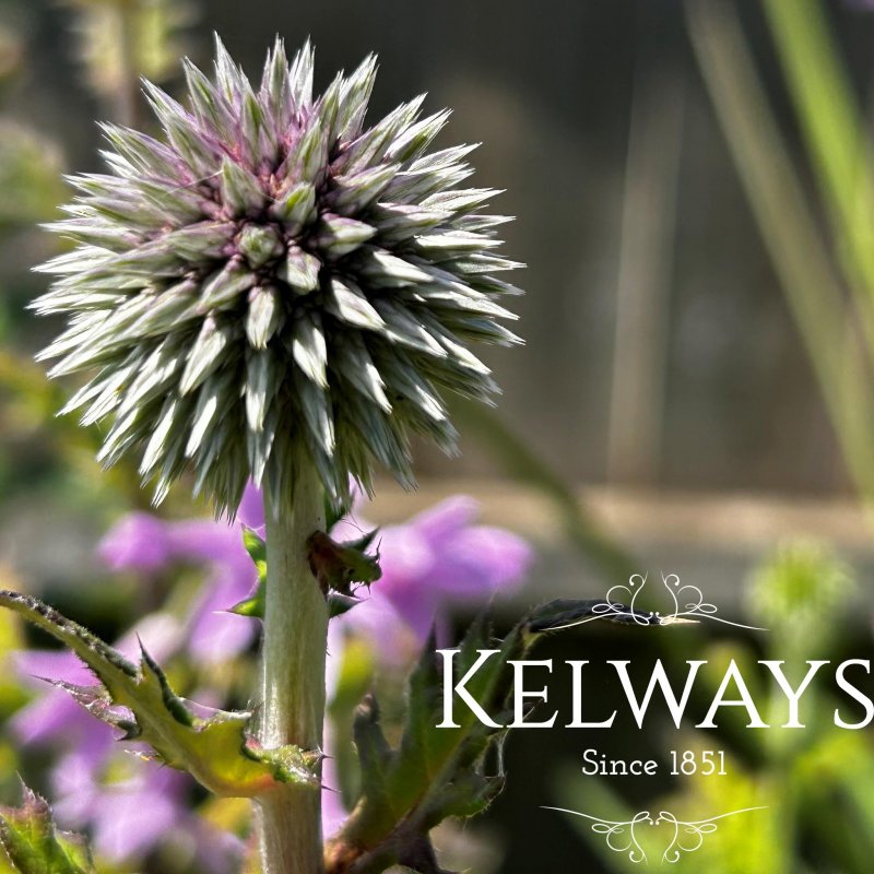 Echinops bannaticus 'Star Frost'