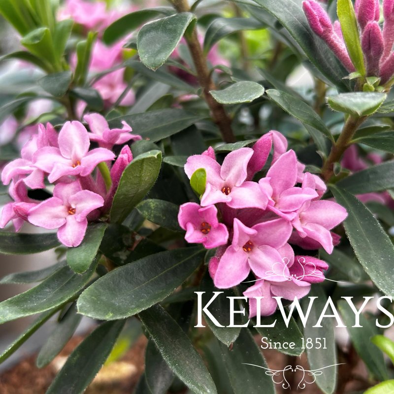 Daphne x transatlantica PINK FRAGRANCE ('Blapink' PBR)