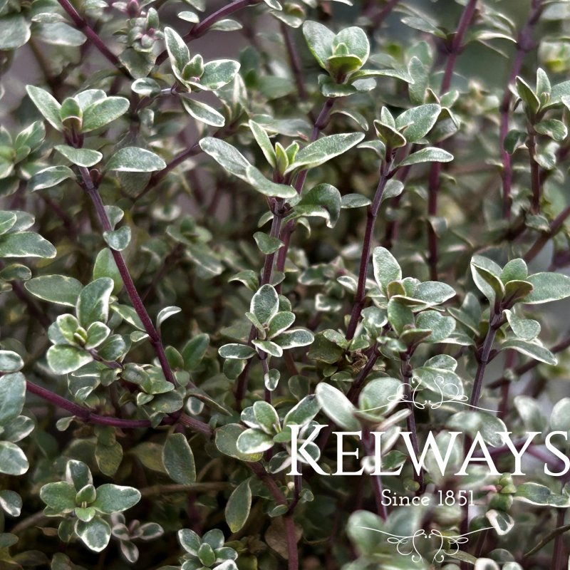 Thymus 'Silver King' (v)