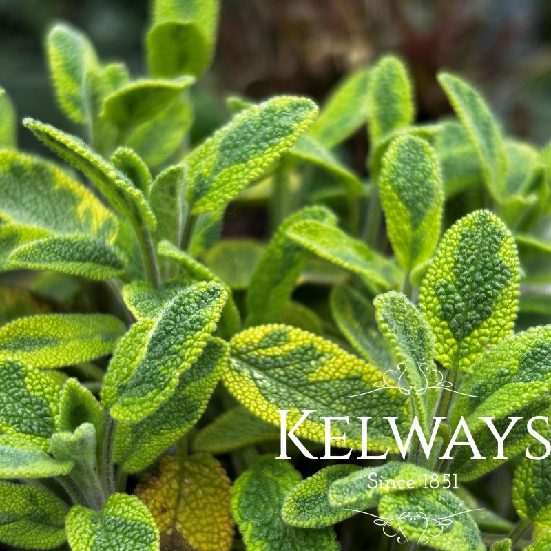 Salvia officinalis 'Icterina' (v)