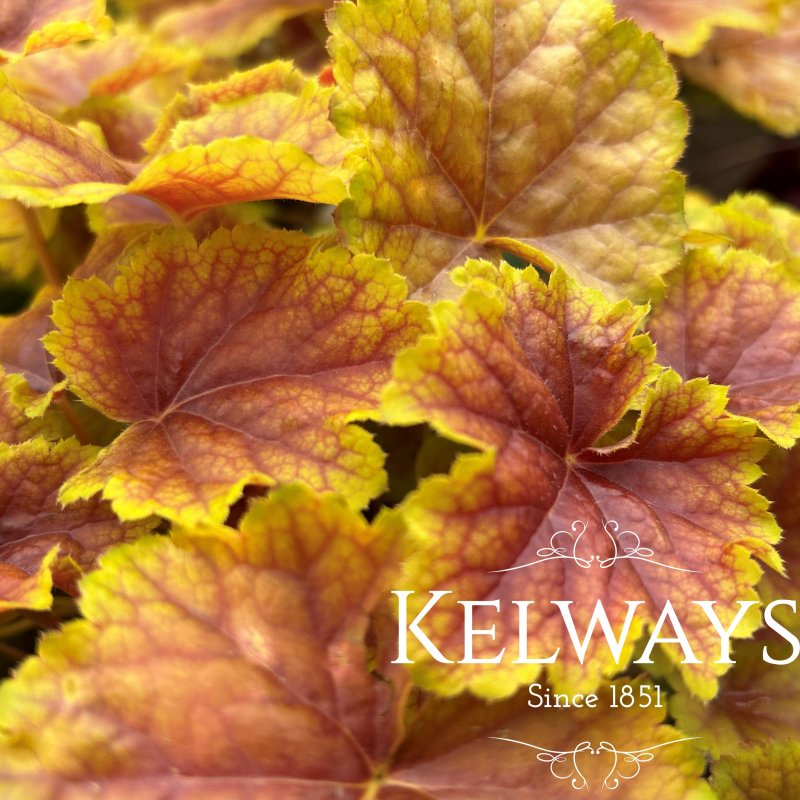 Heuchera 'Happy Flames'