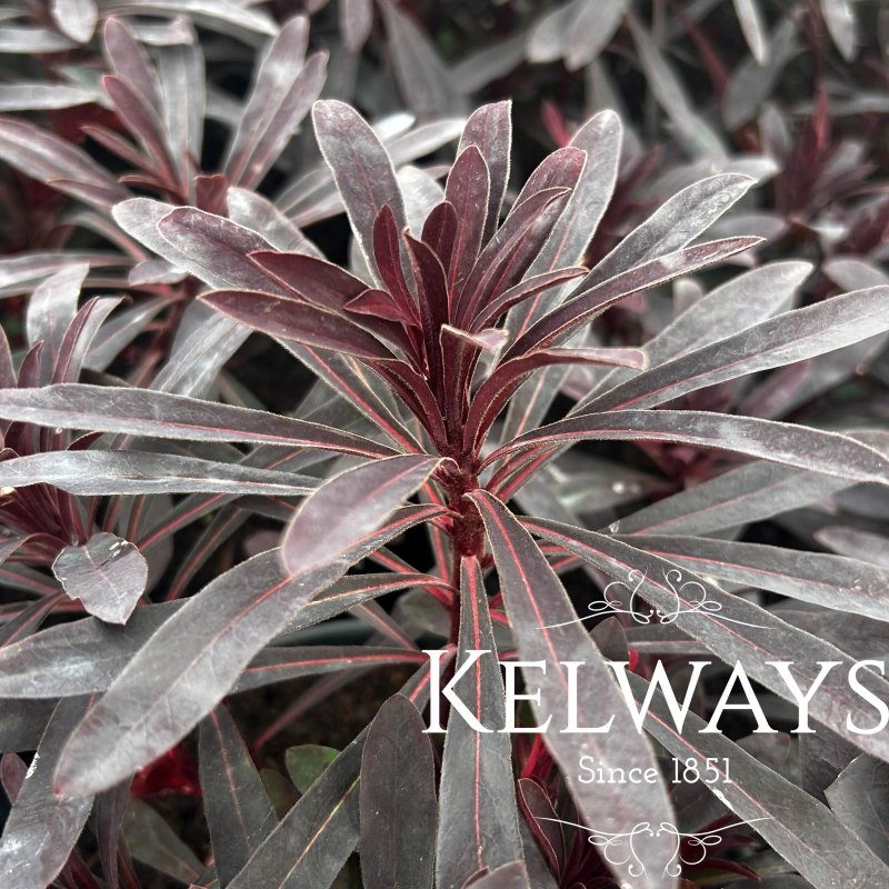 Euphorbia x martinii MINER'S MERLOT ('Km-mm024')
