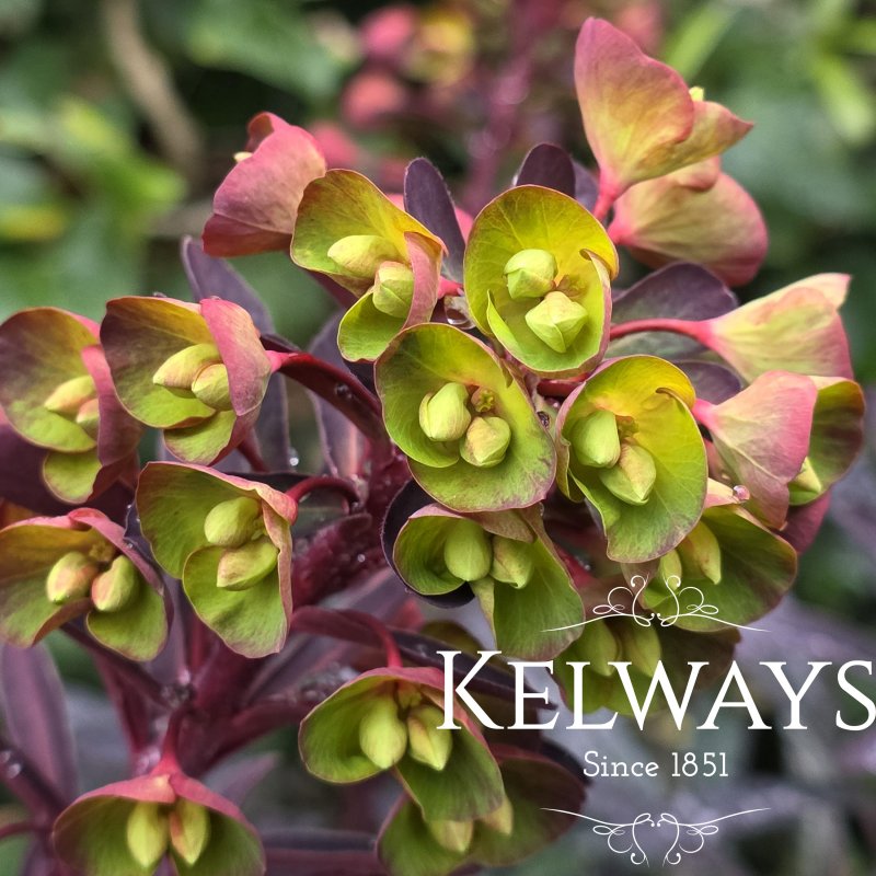 Euphorbia x martinii MINER'S MERLOT ('Km-mm024') (3 litre pot)