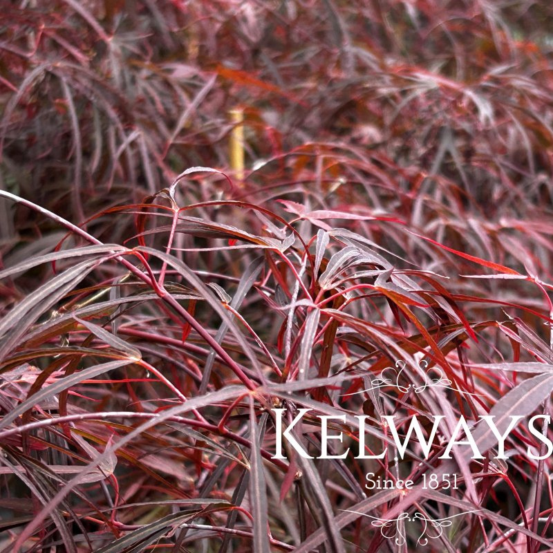 Acer palmatum 'Enkan'