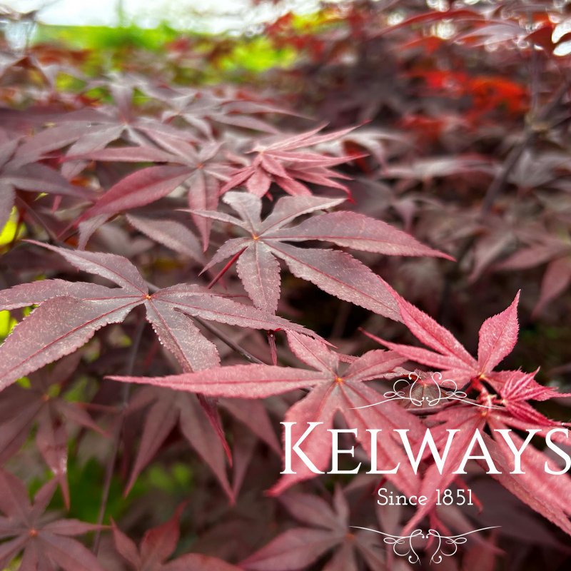 Acer palmatum 'Red Emperor'