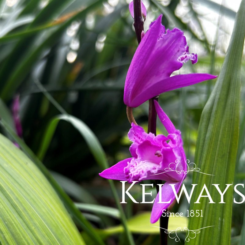 Bletilla striata 'Blue Dragon'