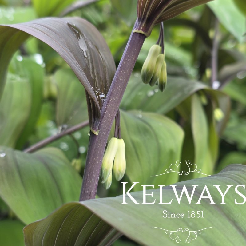 Polygonatum x hybridum 'Betberg' (2 litre pot)